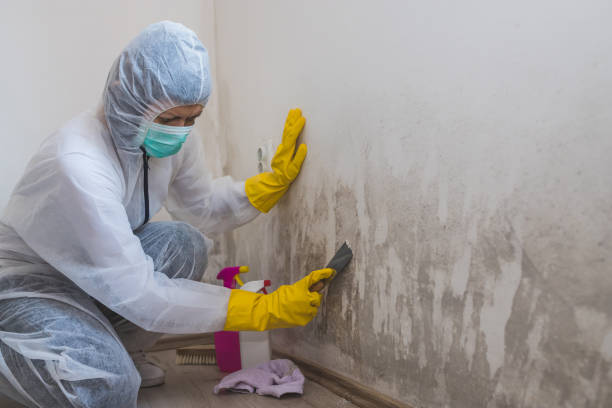 Professional Mold Removal in Freeport, FL